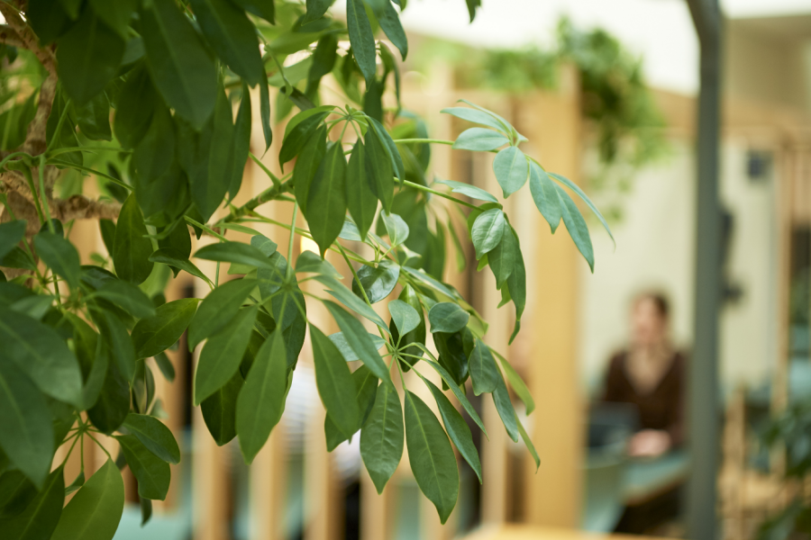 Hvad påvirker planteservice pris?