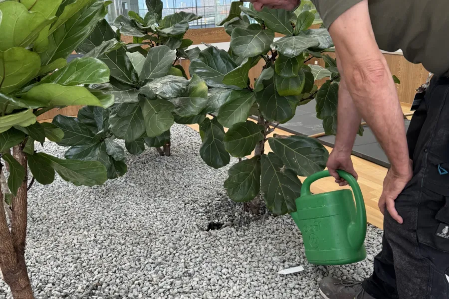 Ofte stillede spørgsmål om planteservice til virksomheder